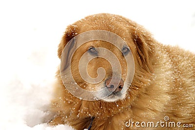 Snow Dog Stock Photo