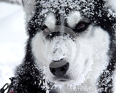snow-dog-717185.jpg