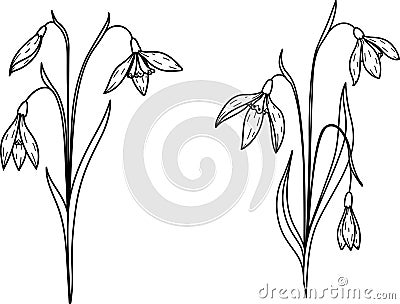 Hand drawn snow drop flower, January birth month flower Vector Illustration