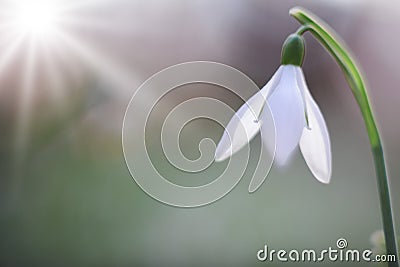 Snow drops early spring white wild flower Galanthus nivalis Stock Photo