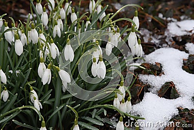 SNOW DROPS FLOWERS IN LIGHT SNOW FALLS Stock Photo