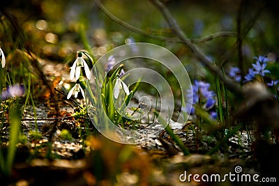 Snow drops Stock Photo