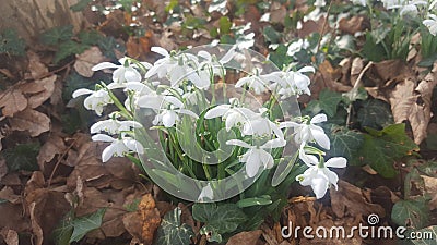 Snow drops Stock Photo