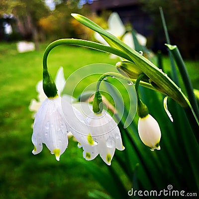 Snow Drops! Stock Photo