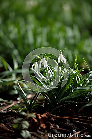 Snow drops Stock Photo