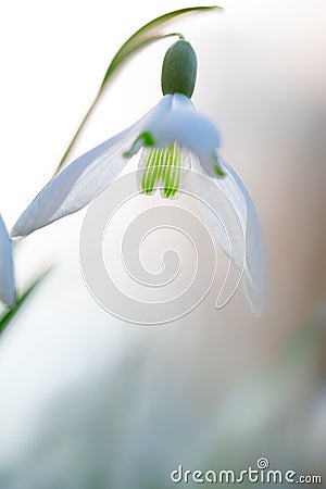 Snow drops winter or early spring white wild flower Stock Photo