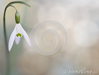 Snow drops winter white wild flower, background Stock Photo