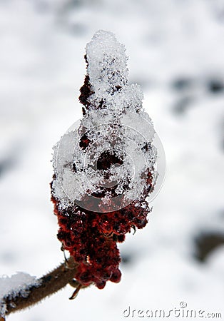 Snow on drupes of a staghorn sumac Stock Photo