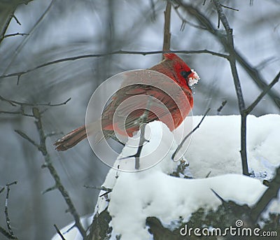 Snow eating male cardinal Stock Photo