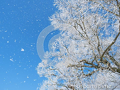 Snow falling down a winter tree Stock Photo