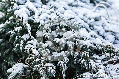 Snow fir tree branches under snowfall. Winter detail Stock Photo