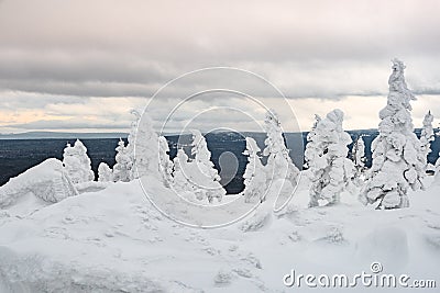 Snow firs on mountain range under cloudy winter sky. Trees covered with snow Stock Photo