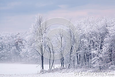 Snow Flocked Trees Stock Photo