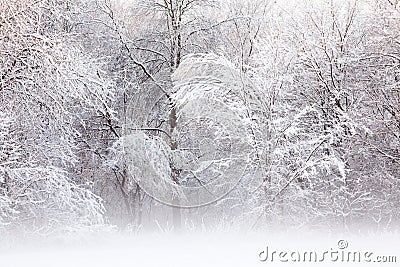 Snow Flocked Trees Stock Photo