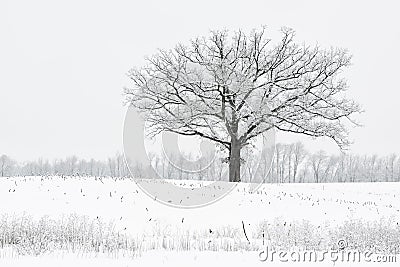 Snow Flocked Trees Stock Photo