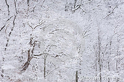 Snow Flocked Trees Stock Photo