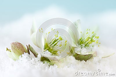 Snow flowers Stock Photo