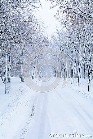 Snow forest alley. Winter park with snow trees and road at white Stock Photo