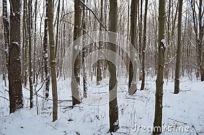 Snow in the Forest Stock Photo