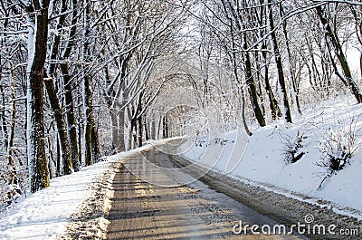 Snow forest, forest road, winter forest, winter wood Stock Photo