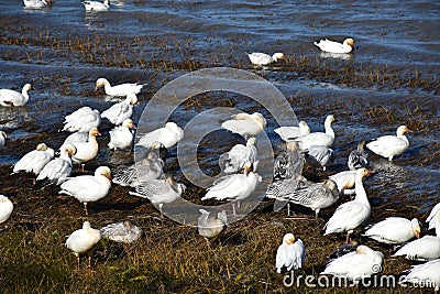 Snow geese along the river Stock Photo