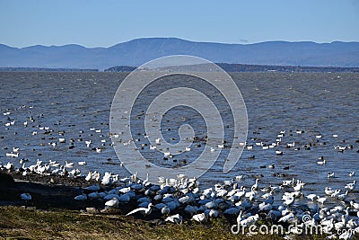 Snow geese along the river Stock Photo