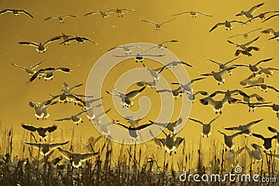 Snow geese Stock Photo