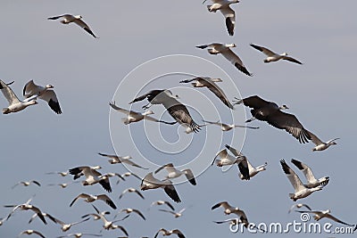 Snow geese Bosque del Apache, New Mexico USA Stock Photo