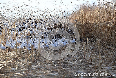 Snow geese Bosque del Apache, New Mexico USA Stock Photo