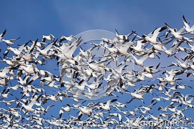 Snow Geese in Flight Stock Photo