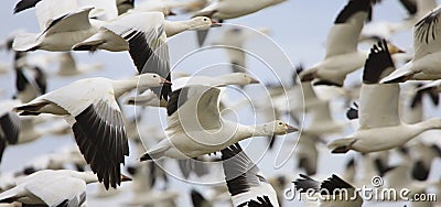 Snow Geese Flying Stock Photo