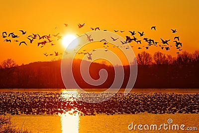 Snow Geese Take Flight at Sunrise Stock Photo