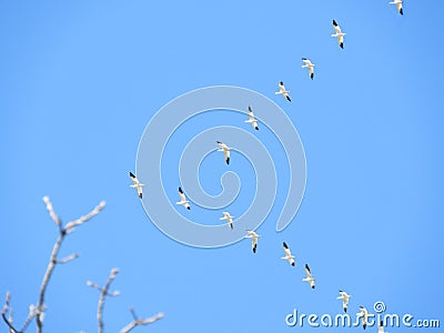 Snow Geese in V formation flying overhead Stock Photo