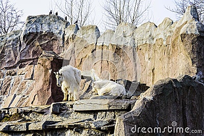 Snow goats cloven-hoofed mammals Latin Oreamnos americanus in the Moscow Zoo. Russia Stock Photo