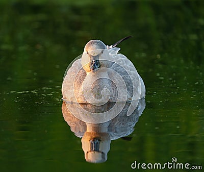 Snow Goose feeding in a lake. Stock Photo