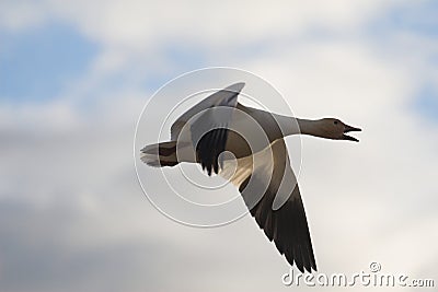 Snow goose flying Stock Photo