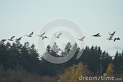 Snow Goose flying in the sky Stock Photo