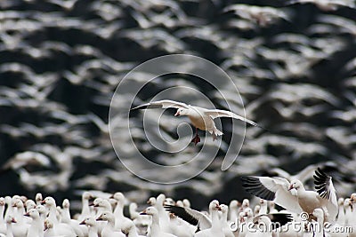 Snow Goose Landing in Large Flock Stock Photo