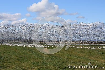 Snow goose migration in Quebec, Canada Stock Photo