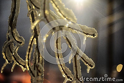 Snow and ice-covered branches lit up in the night sky. Stock Photo