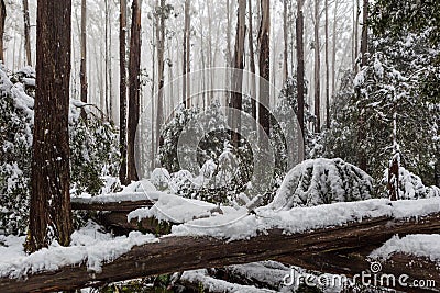 Snow laying on fallen trees and ferns in Australian eucalyptus f Stock Photo