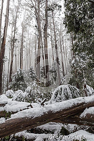 Snow laying on fallen trees and ferns in Australian eucalyptus f Stock Photo