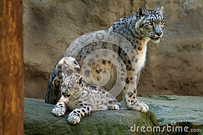 Snow Leopard Stock Photo