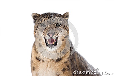 Snow leopard Stock Photo