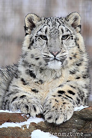 Snow leopard Stock Photo