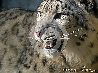 Snow leopard Stock Photo