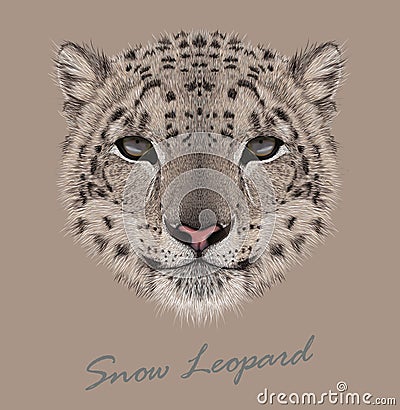 Snow leopard animal cute face. Vector Asian Irbis head portrait. Realistic fur portrait of snow wild spotted panther Vector Illustration
