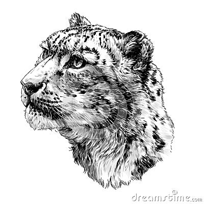 Snow leopard animal head in profile close up Vector Illustration