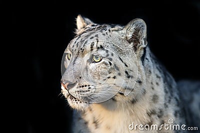 Snow leopard close up portrait Stock Photo