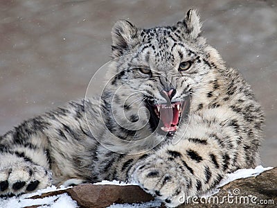 Snow leopard Stock Photo